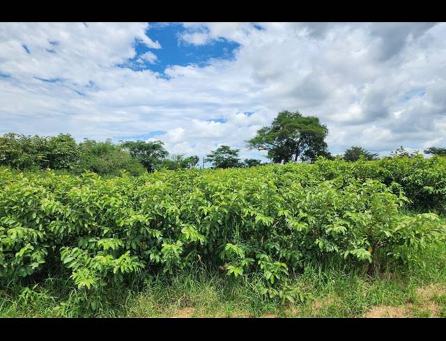 742,854M² FARM FOR SALE IN LEVUBU